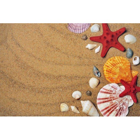 Schelpen in het Zand