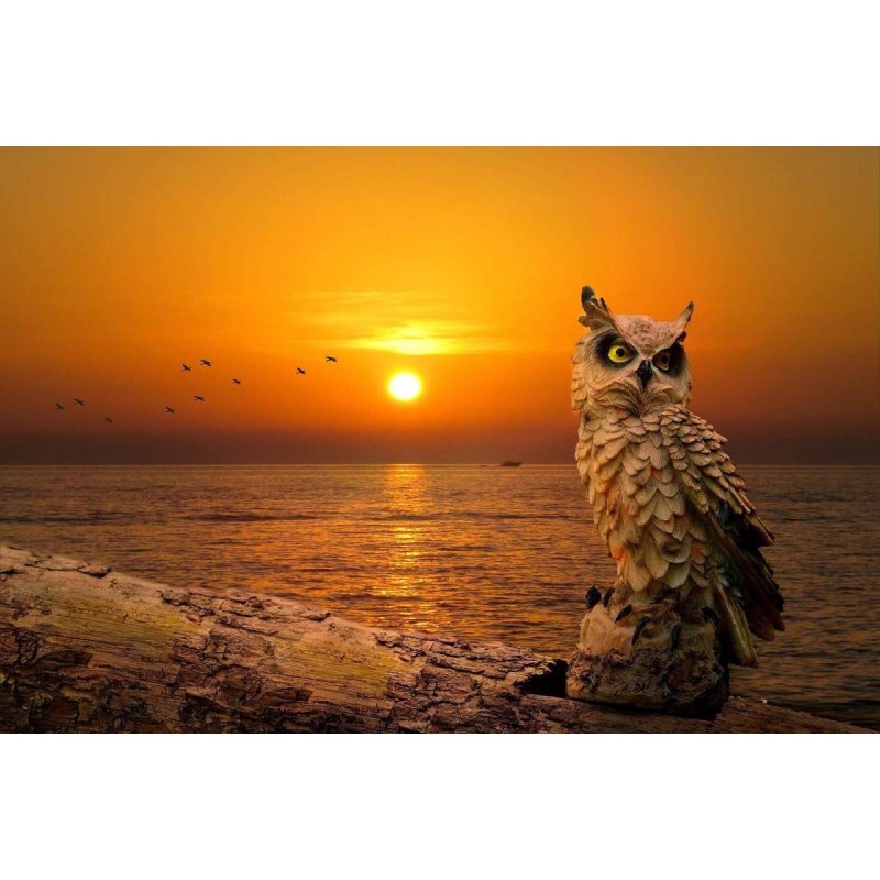 Uil bij Zonsondergan...