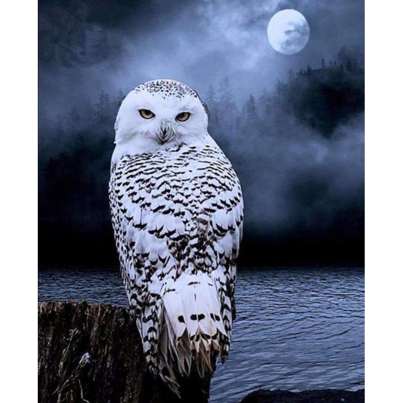 Sneeuwuil in het Maa...