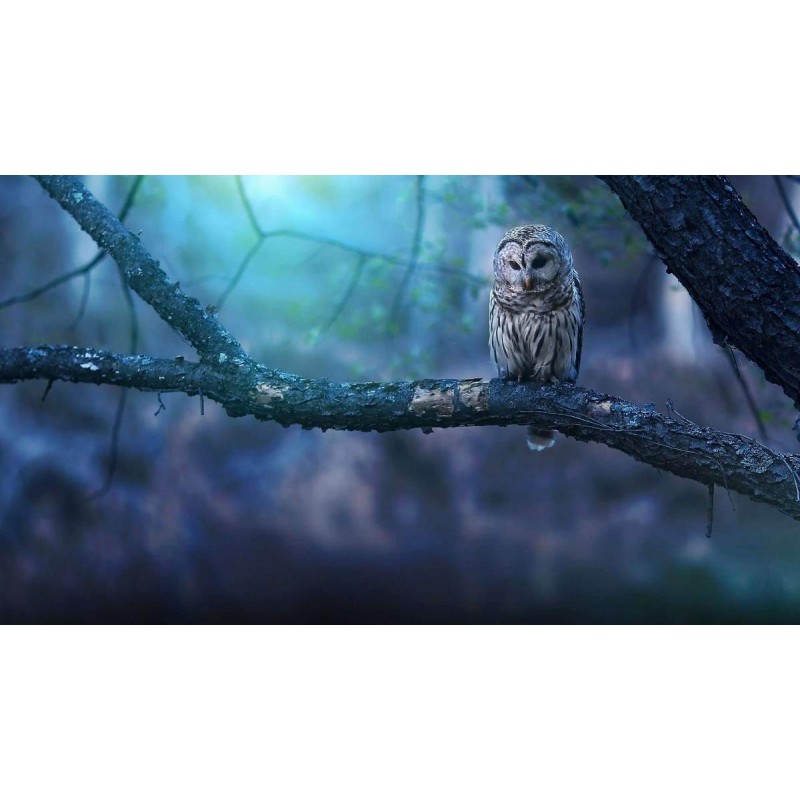 Sneeuwuil in het Bos