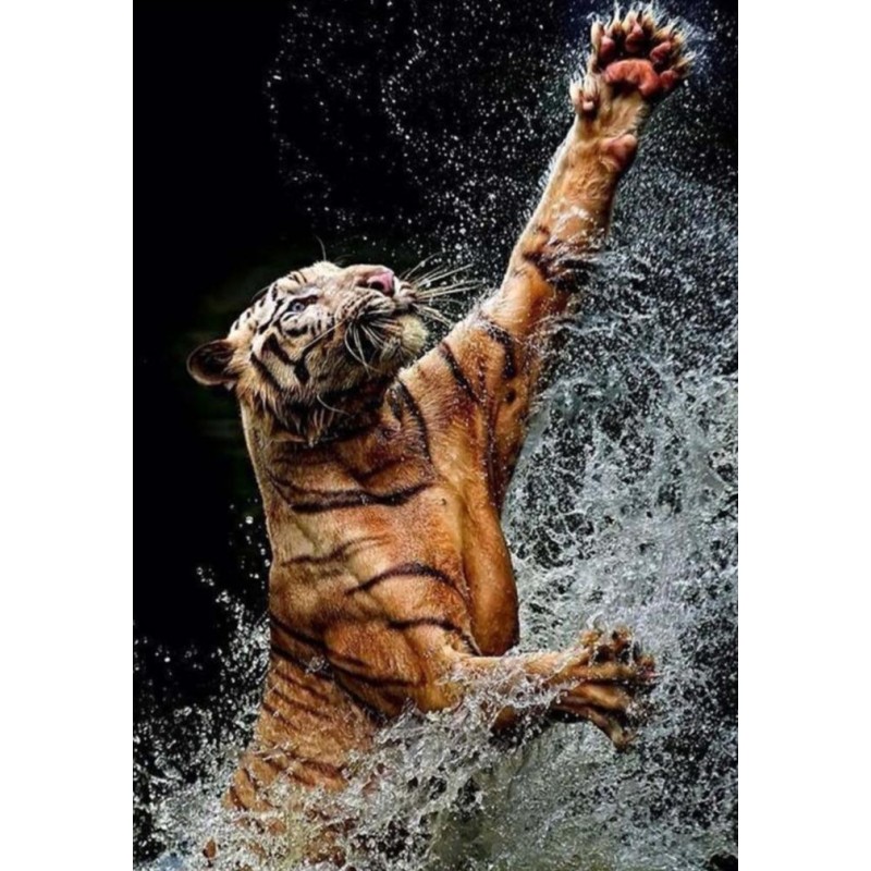 Tijger speelt met Wa...