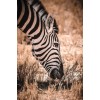 Zebra Savanne