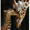 Mama Giraf met haar Kindje