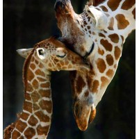 Mama Giraf met haar Kindj...