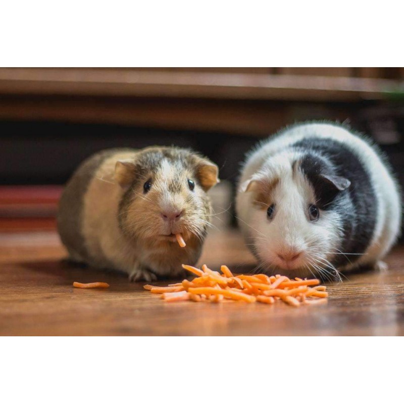 Knabbelende Cavia's