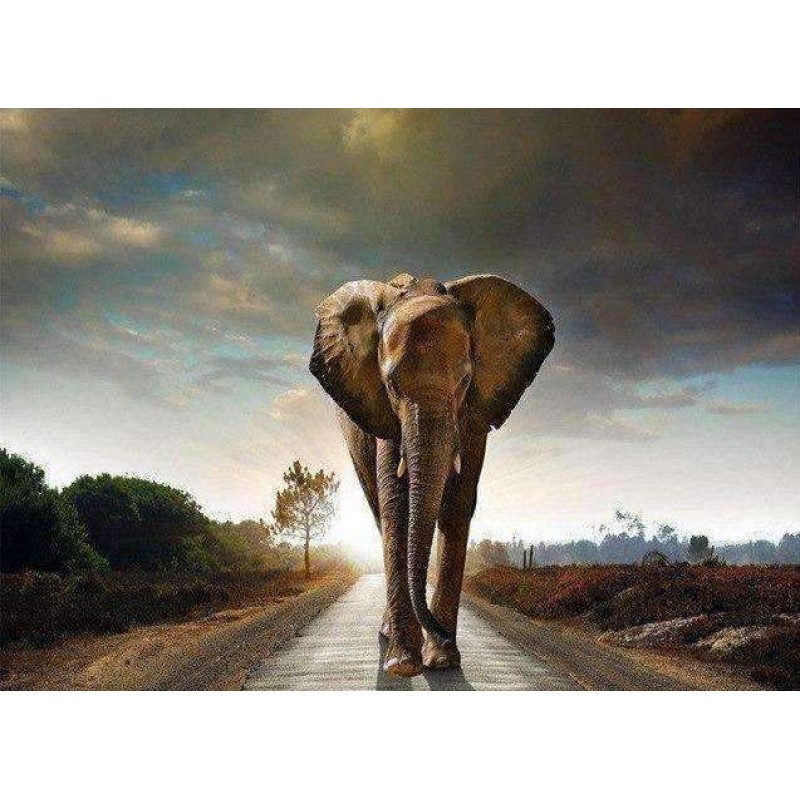 Olifant op de Weg