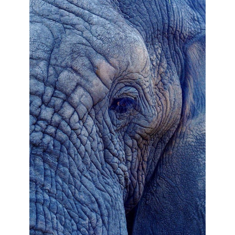 Portret Oude Olifant