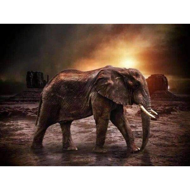 Oude Olifant Onderwe...