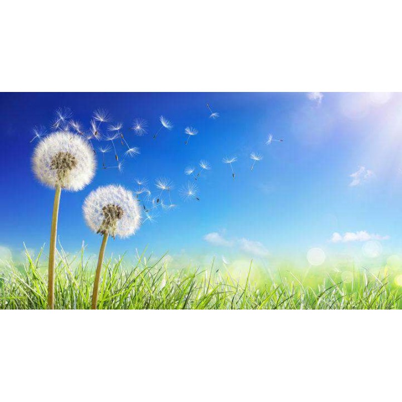 Paardenbloemen Blauw...