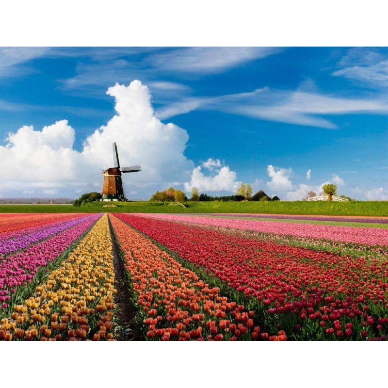 Windmolen tulpen vel...