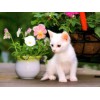 Witte Kitten met Bloemen