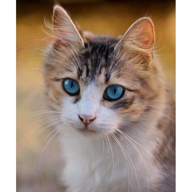 Mooie Kitten met Bla...