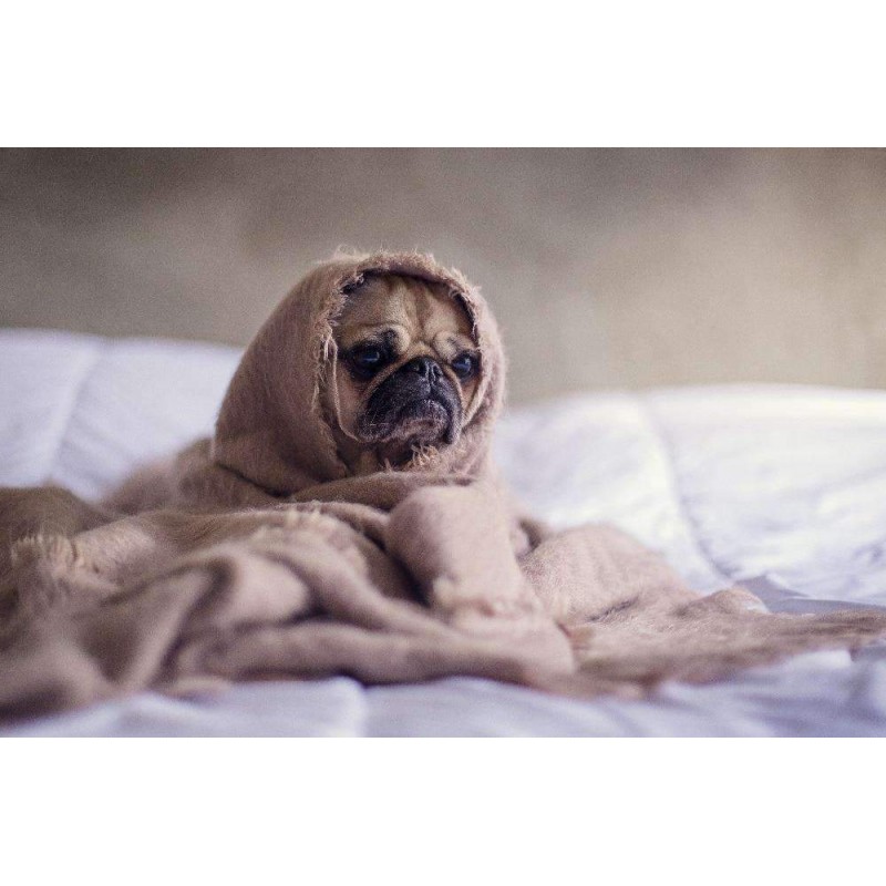 Puppy Schattig in De...