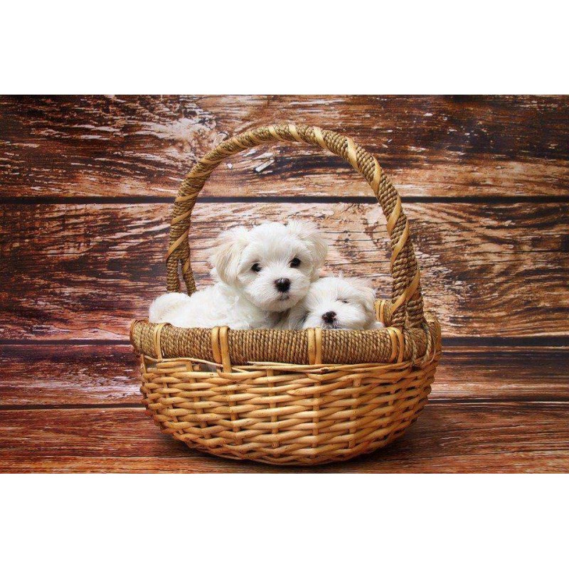 Maltees Puppy in Man...