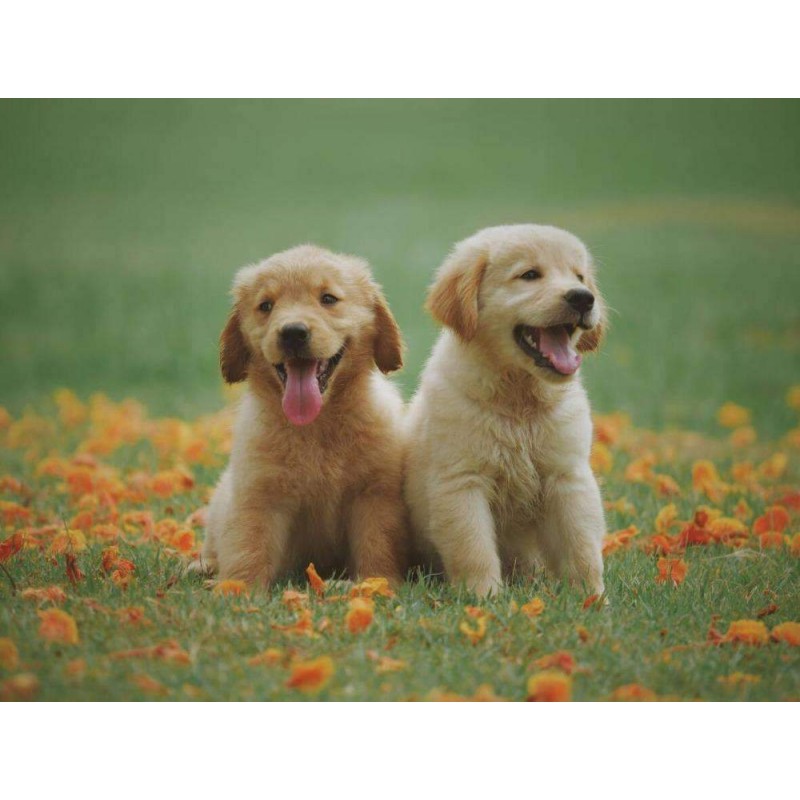 Labrador Pups