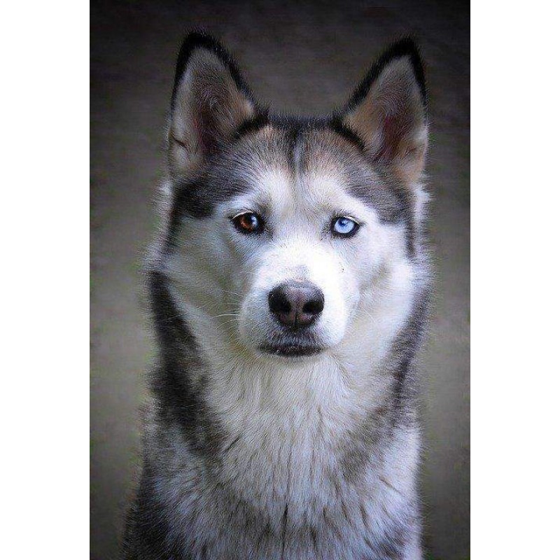 Husky Portret