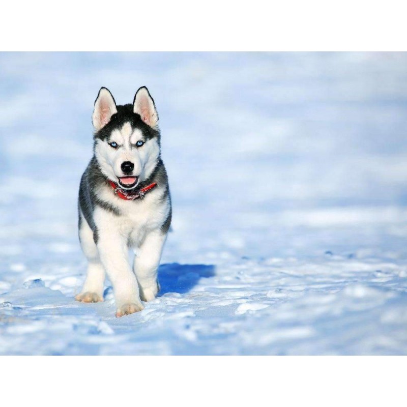 Husky Pup