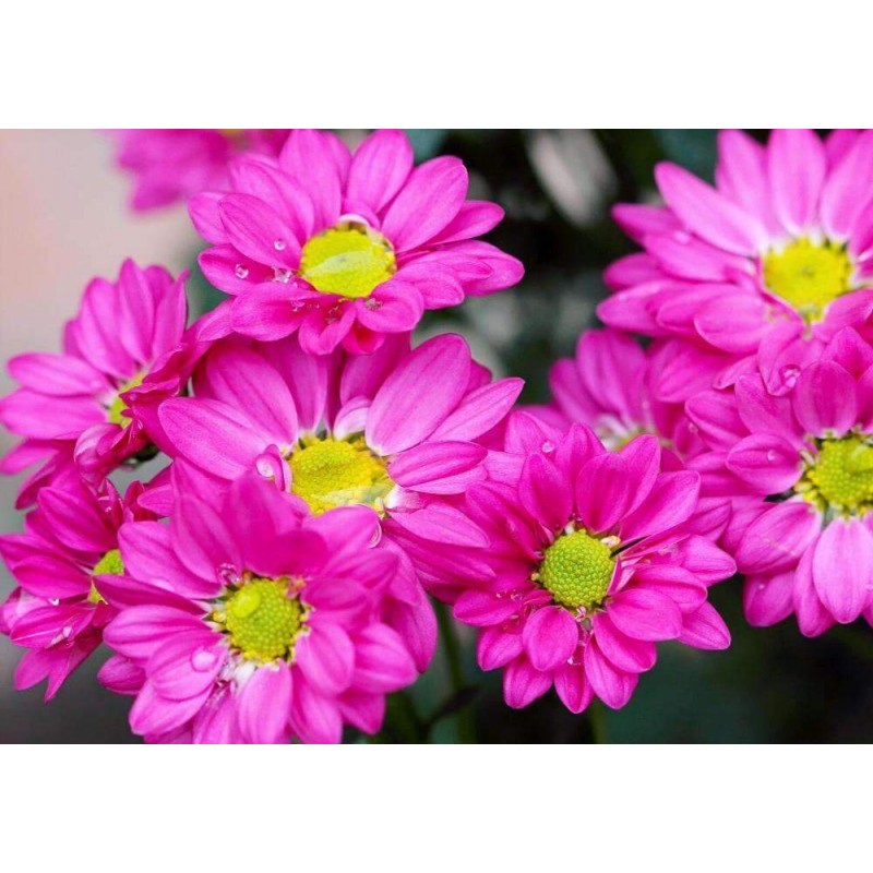 Roze met gele madeli...