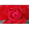 Rode roos