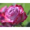 Prachtige Roze Roos