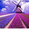 Paars Landschap met Molen