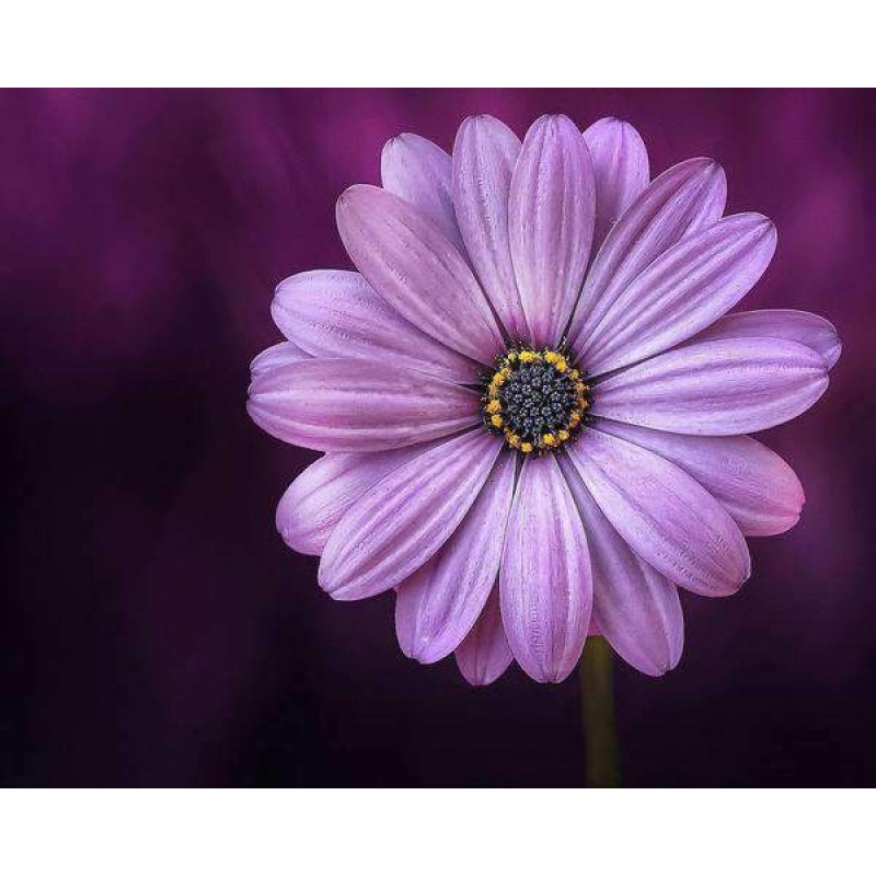 Paarse Bloem Alleen