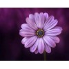 Paarse bloem