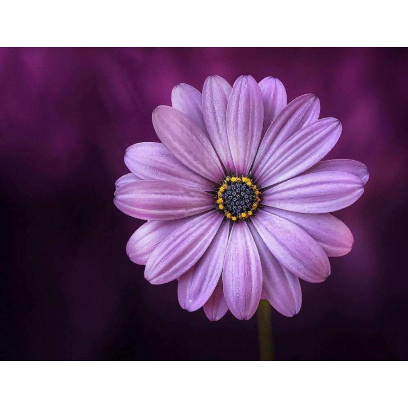 Paarse bloem