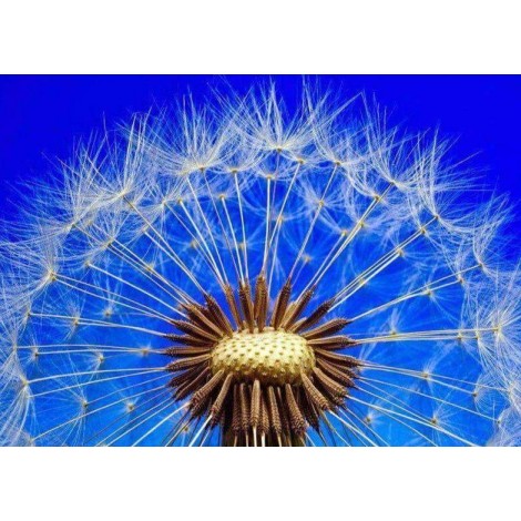 Paardenbloem Blauwe Lucht