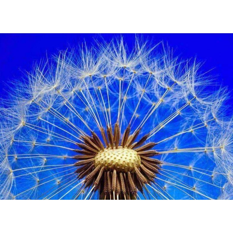 Paardenbloem Blauwe ...