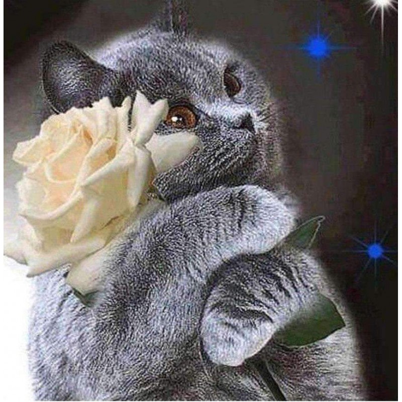 Zwarte Poes met Bloe...