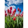 Nederlandse Tulpen