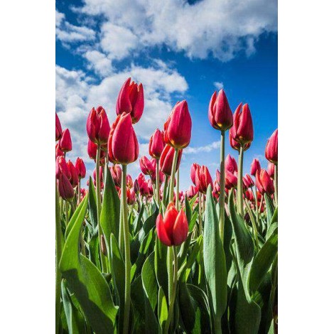 Nederlandse Tulpen