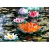 Gekleurde Water Lelies