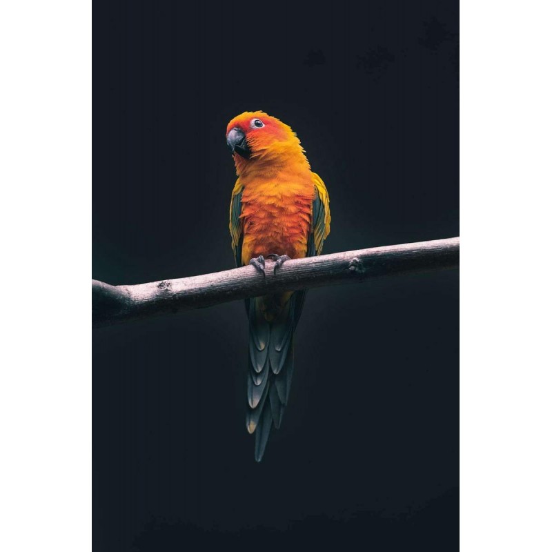 De Sierlijke Papegaa...