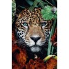 Luipaard Portret in de Jungle