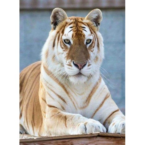 De Bijzondere Tijger