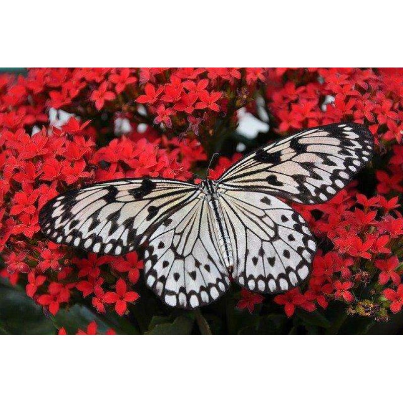 Vlinder op Rode Bloe...