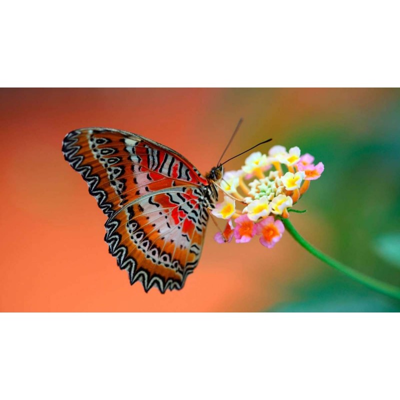 Oranje Vlinder op Bl...