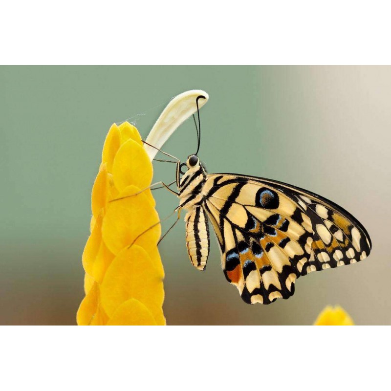 Close Up Vlinder Gee...