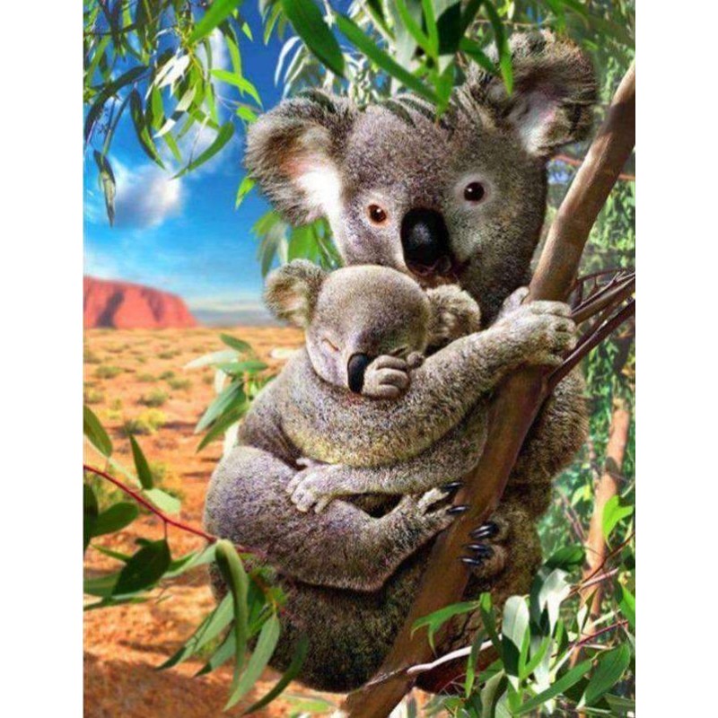 Koala Beren
