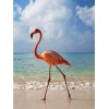 Flamingo op het Strand