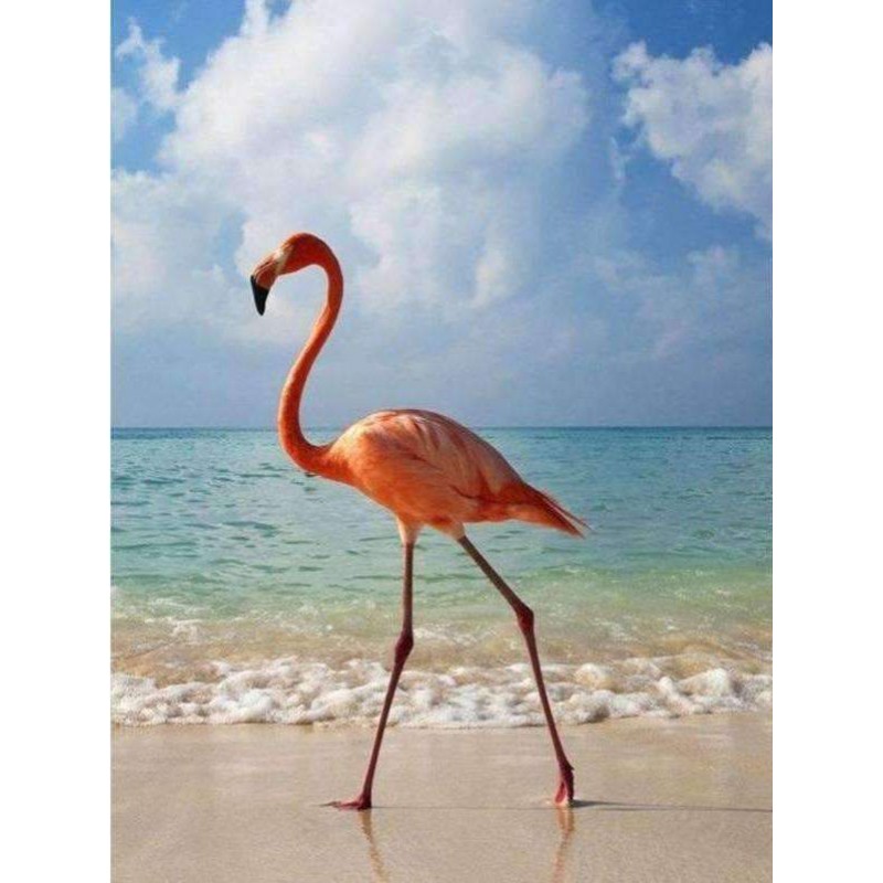 Flamingo op het Stra...