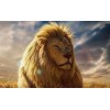 Leeuw Zonneschijn