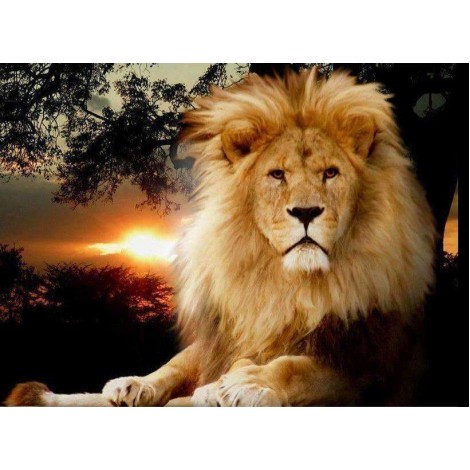 Leeuw bij Zonsondergang