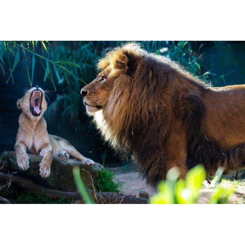 Vader Leeuw en Zoon