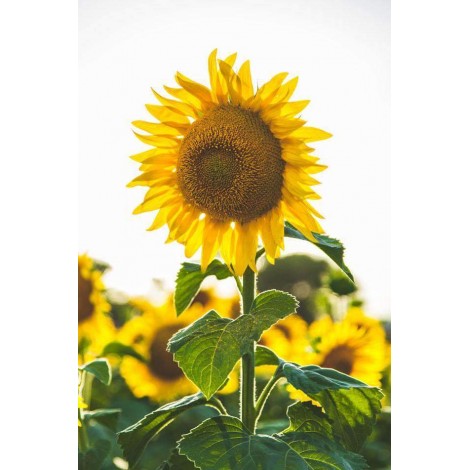 Zonnebloem in de Lente