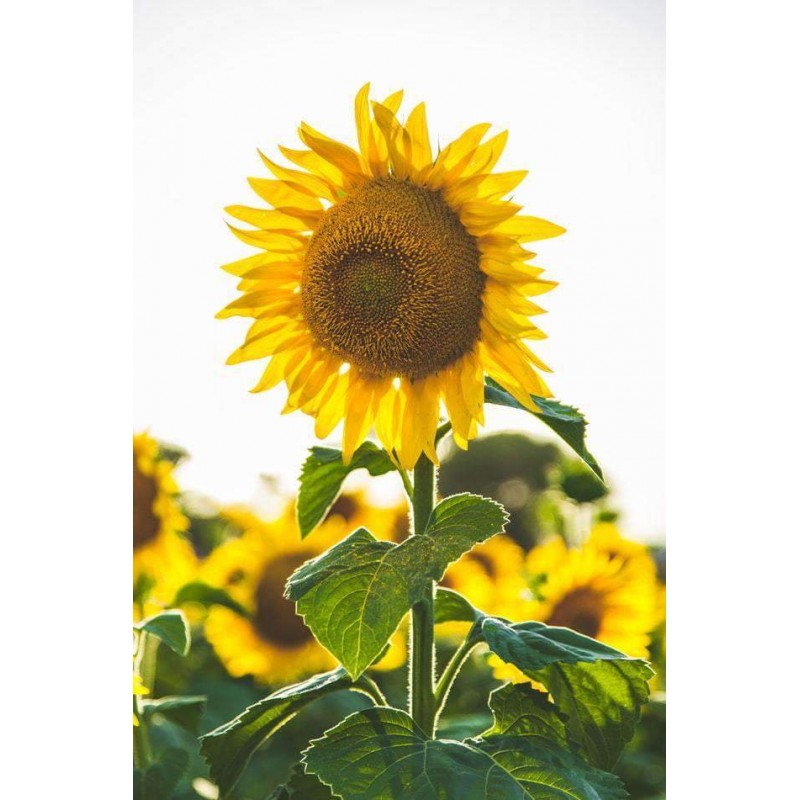 Zonnebloem in de Len...