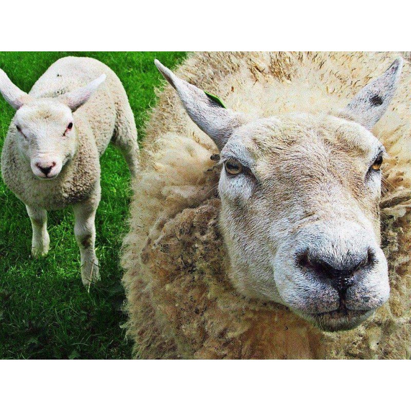 Schapen Moeder met K...