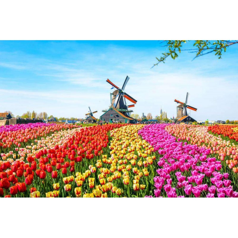 Molens in Tulpenveld
